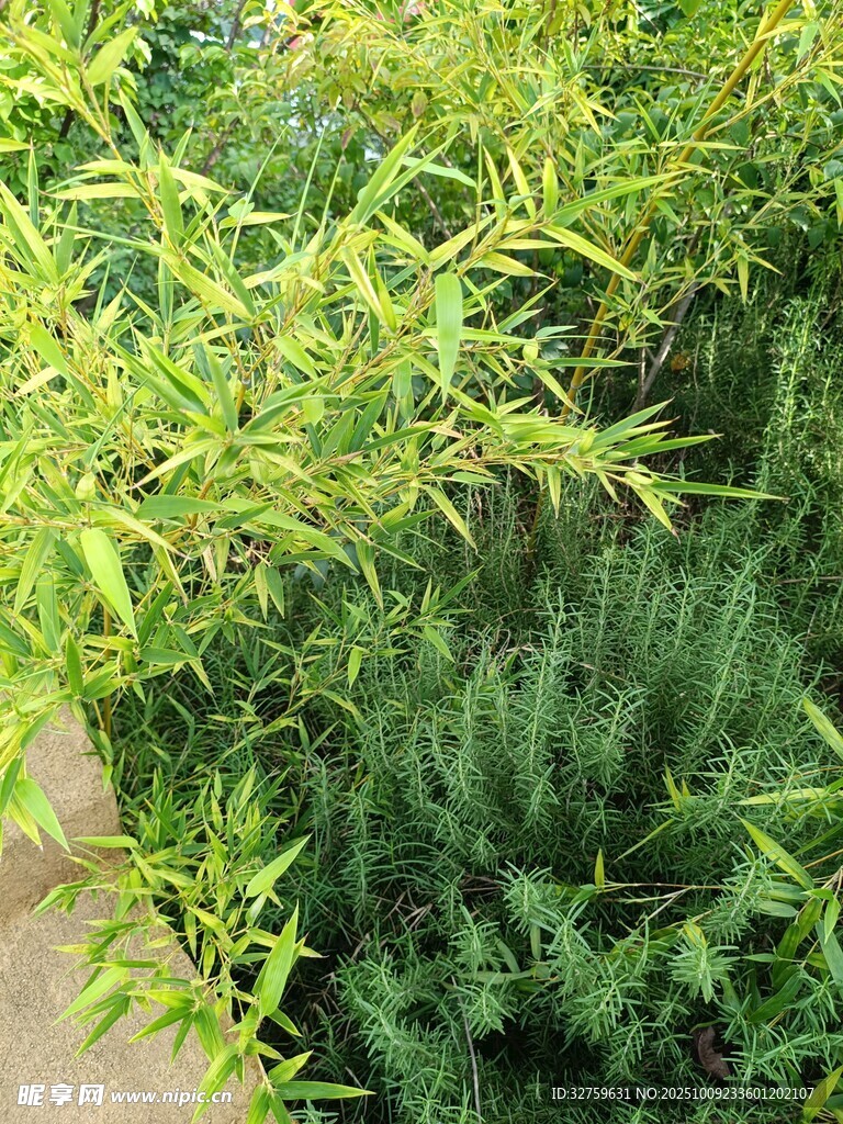 翠綠植物景觀