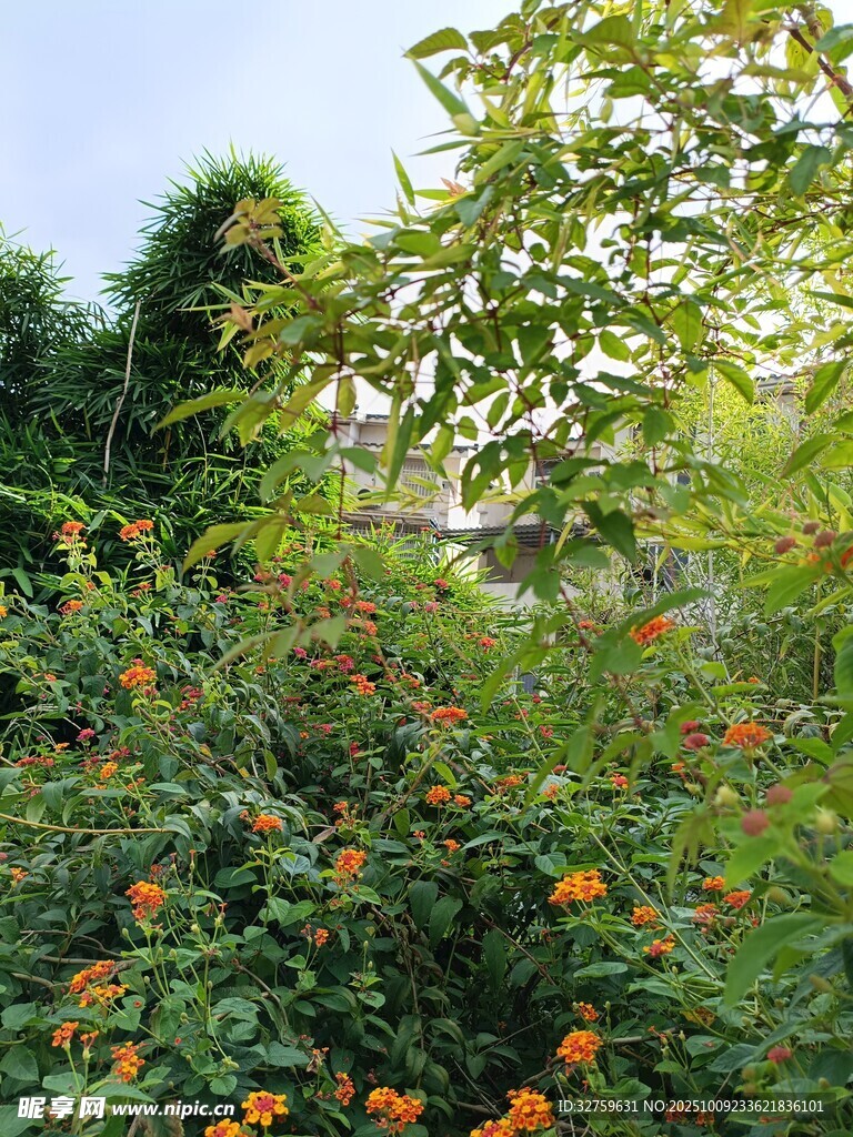 繁茂綠植間的絢爛花卉