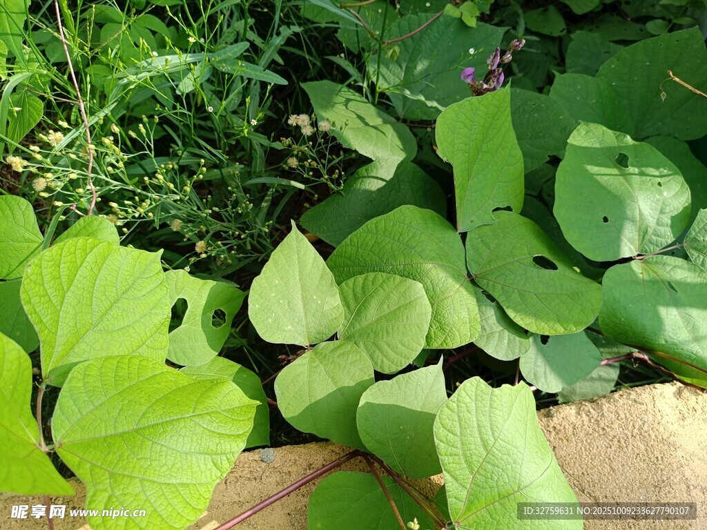 翠綠葉片的生機(jī)植物