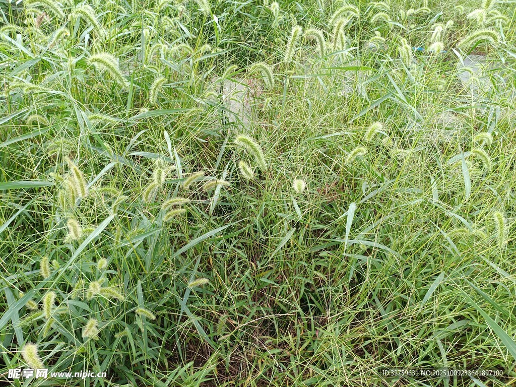 田野中的茂盛綠色植物