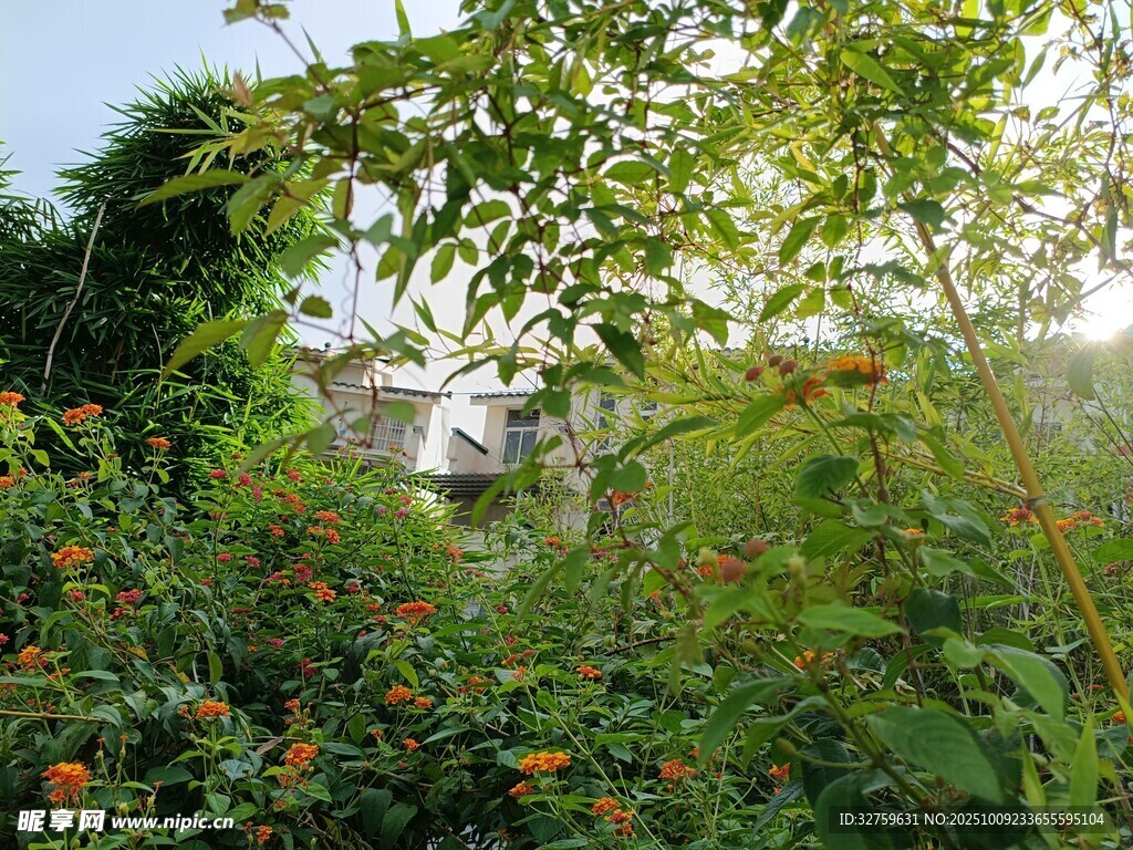 陽(yáng)光灑落的繁茂綠植景觀