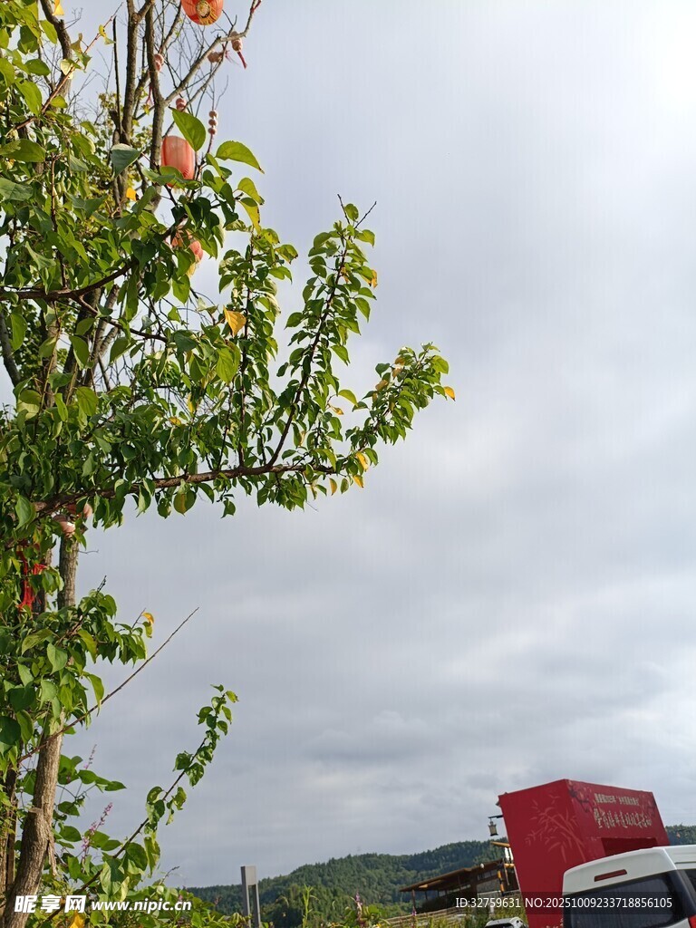 綠樹旁的紅色車輛