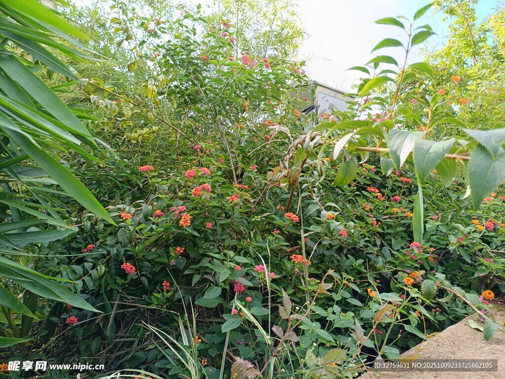 繁茂綠植中的鮮艷果實(shí)