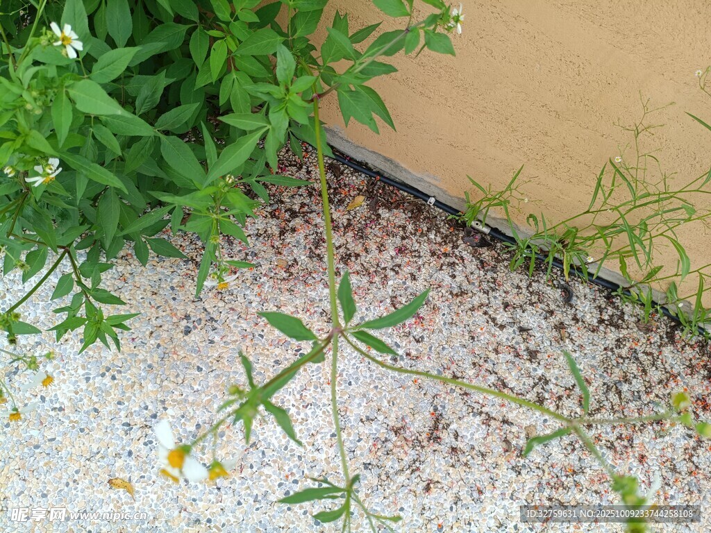 墻角生長的嫩綠小植物