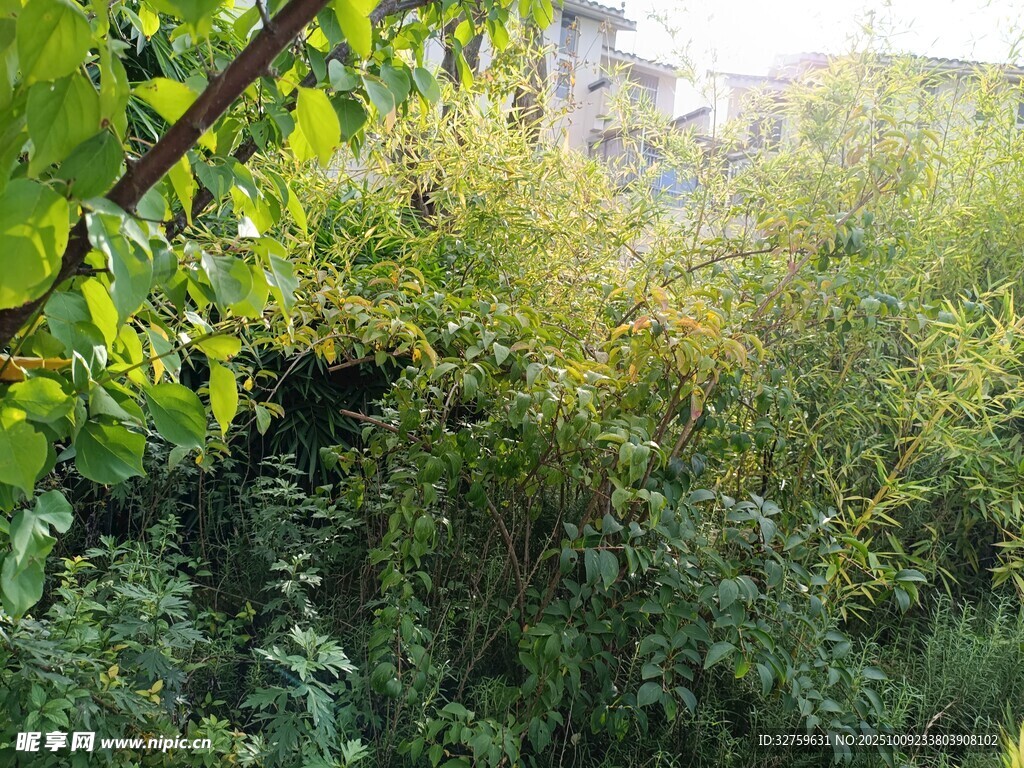繁茂綠植景觀