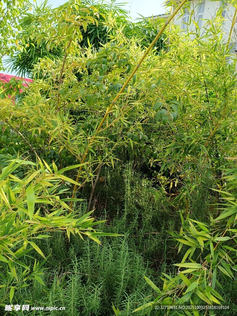 翠綠竹林景致