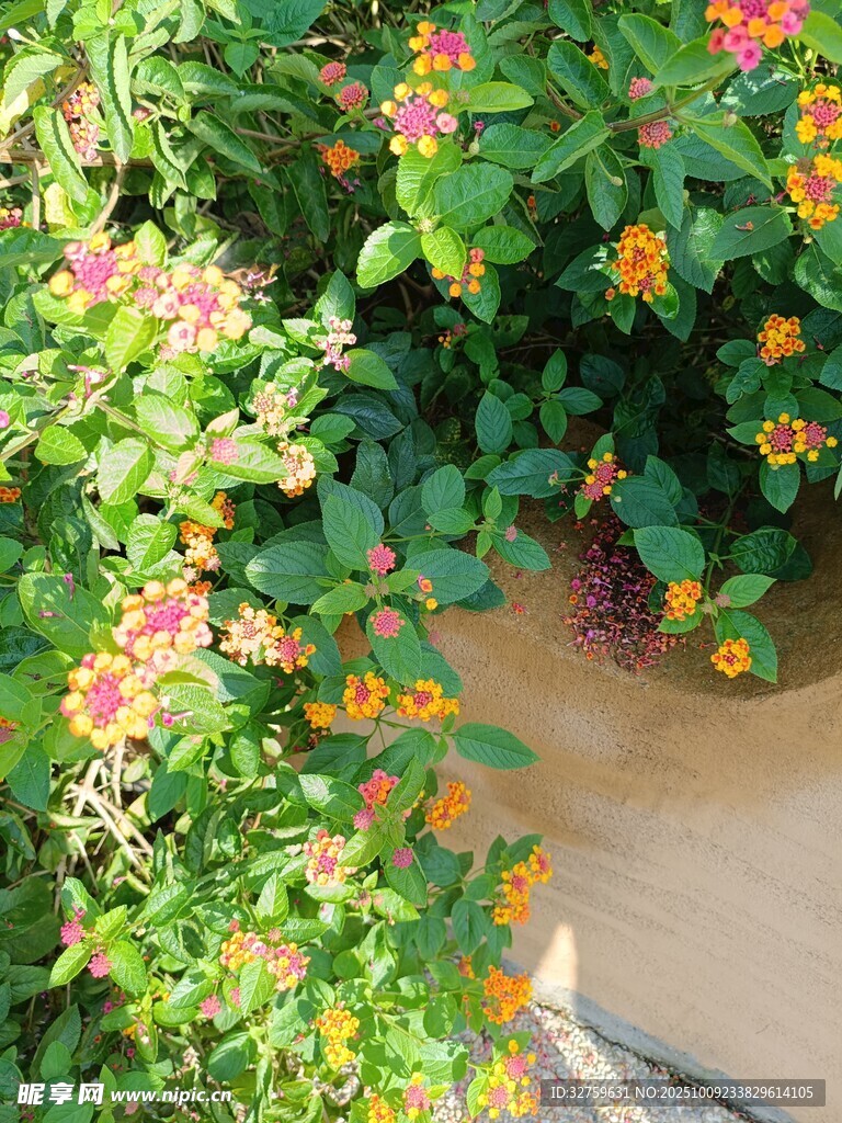多彩盆栽花卉生機(jī)盎然
