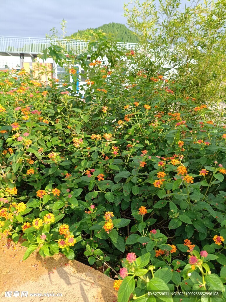 花園中的多彩繁茂植物