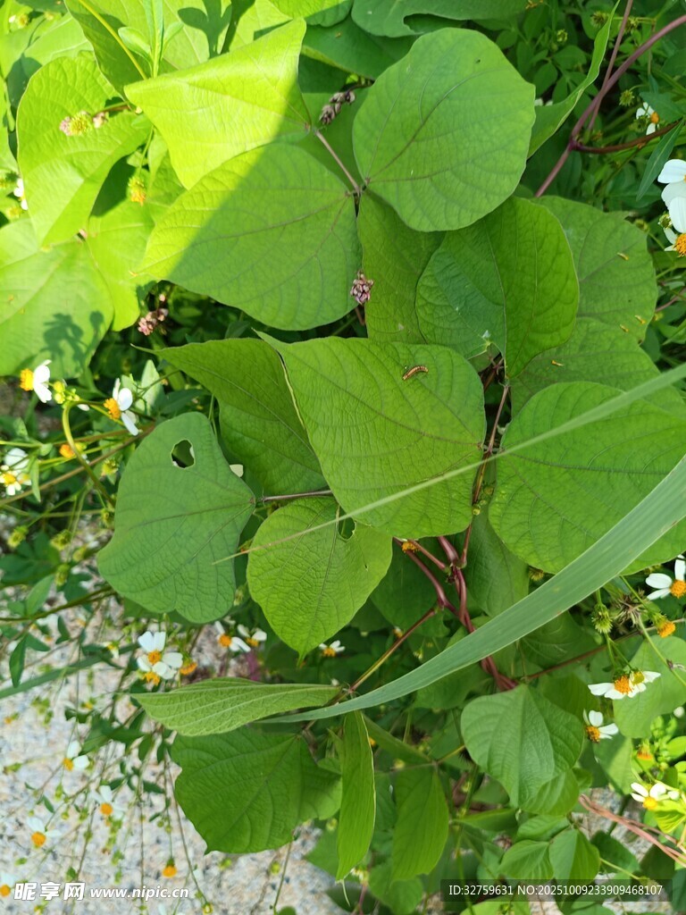 綠葉植物特寫