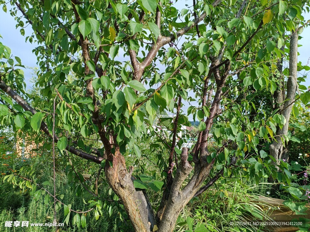 繁茂綠樹(shù) 