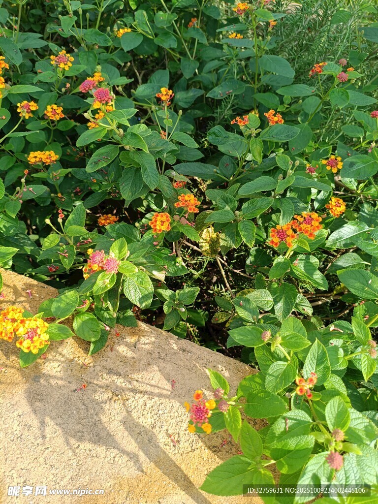 陽光下的多彩花卉景觀