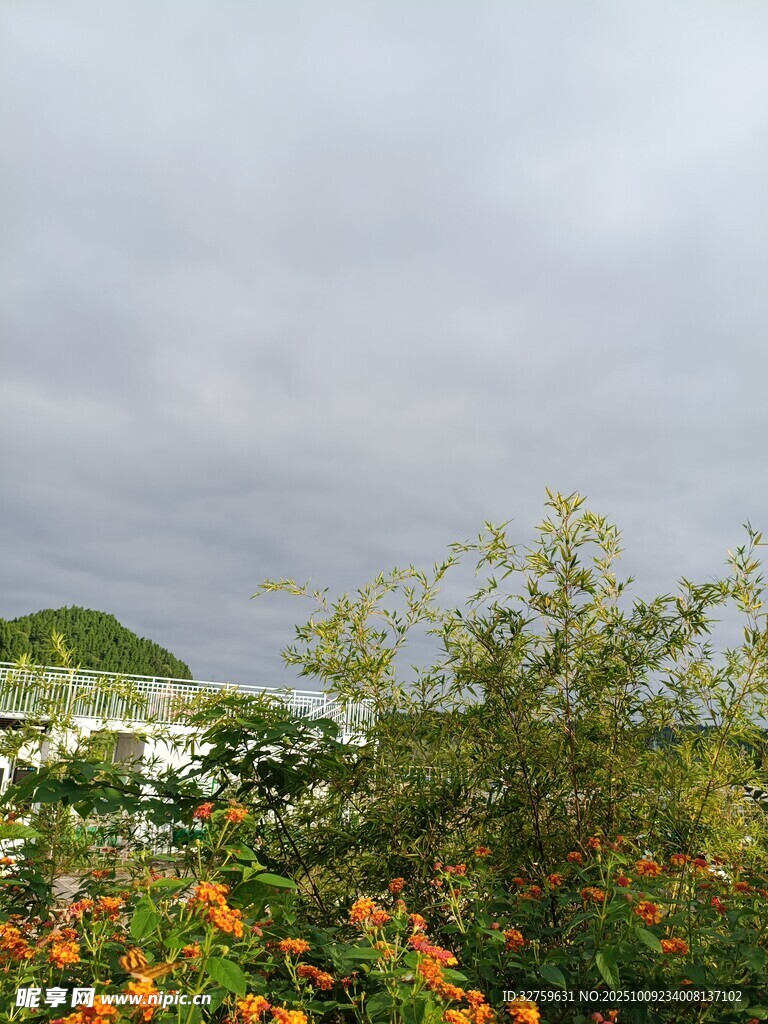 陰天中的綠植與花卉景觀