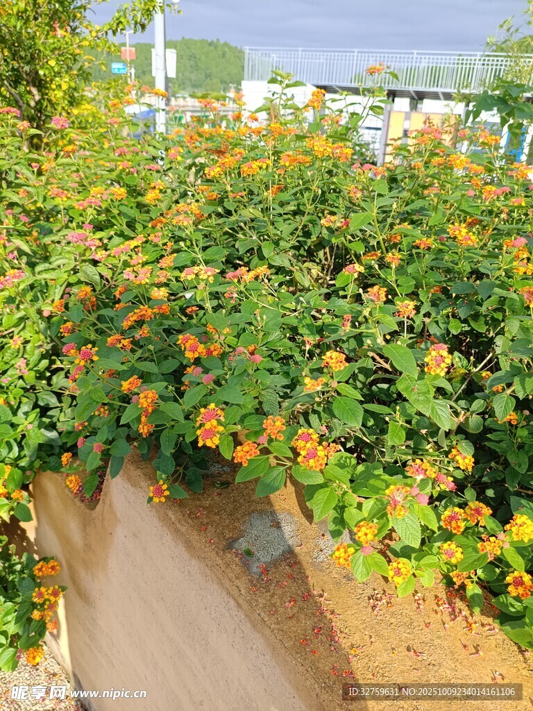 路邊盛放的多彩花卉景觀