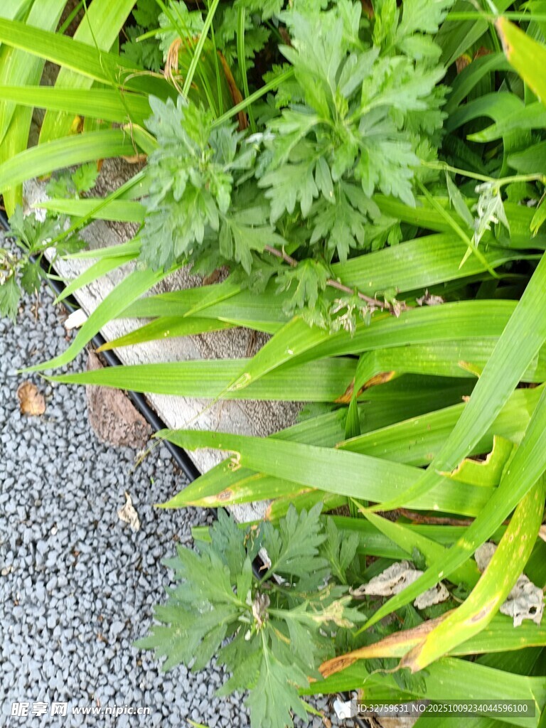 路邊嫩綠植物特寫