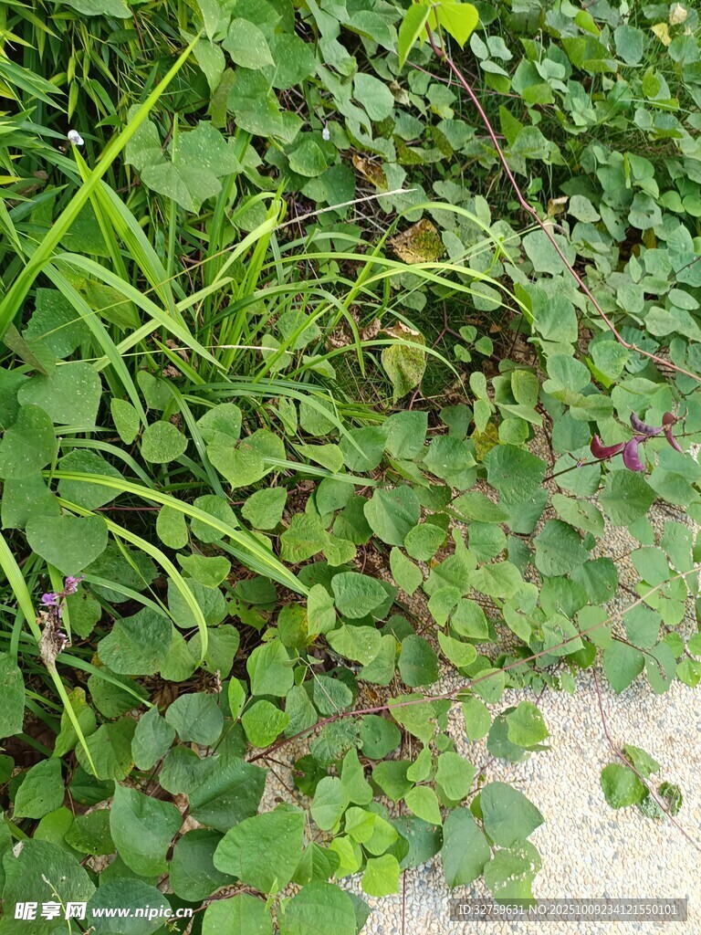翠綠三葉草植物景象