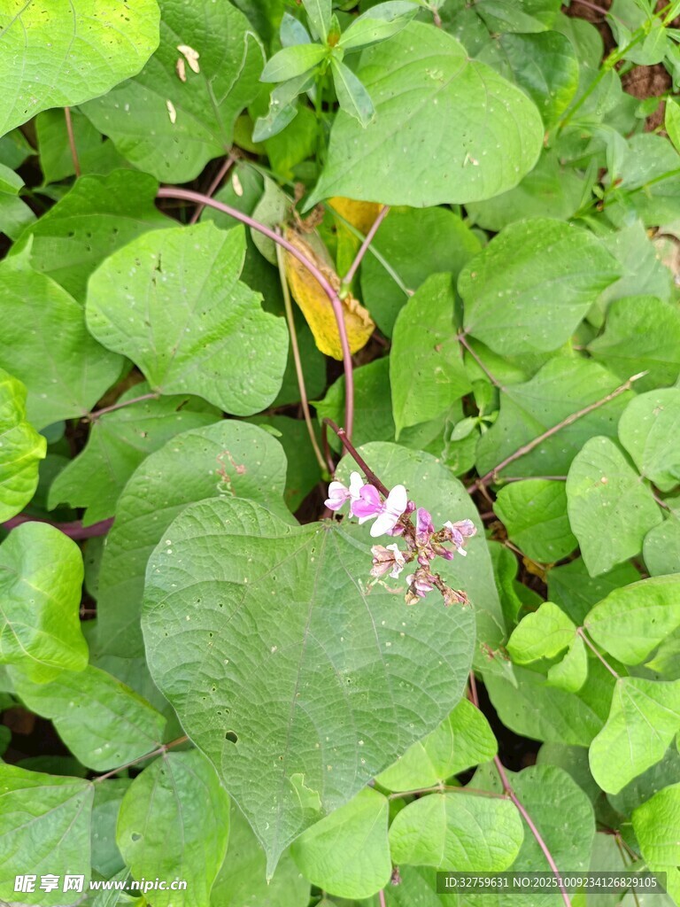綠葉叢中的嬌艷小花