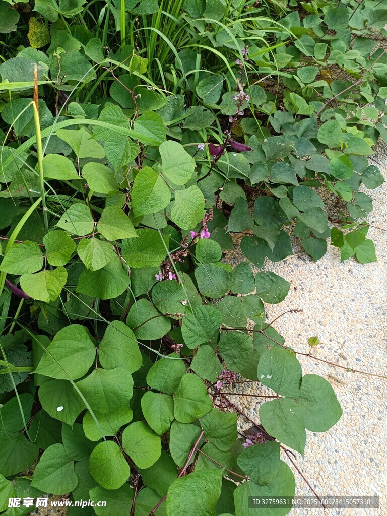 地面上的三葉草植物
