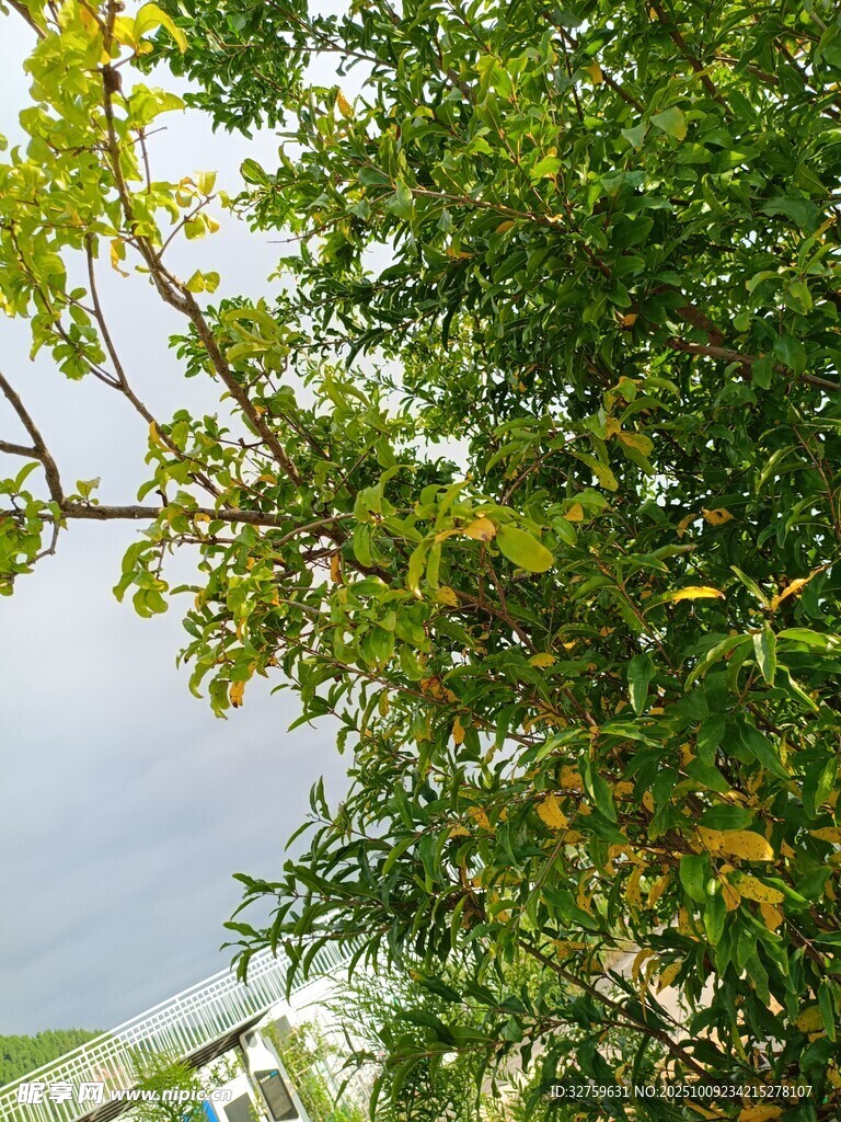 綠葉繁茂的樹木景觀