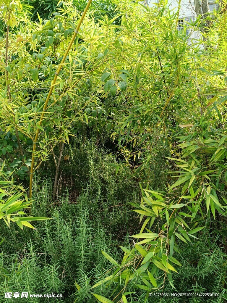翠綠竹林景致