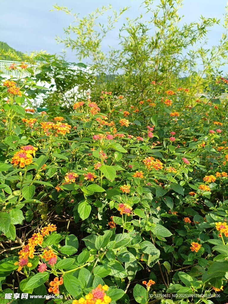 盛開的橙色花卉與綠葉