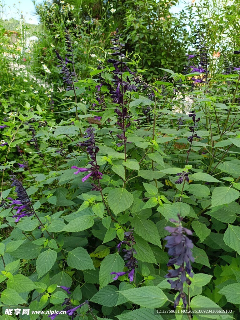 紫色花卉植物生長于綠葉間
