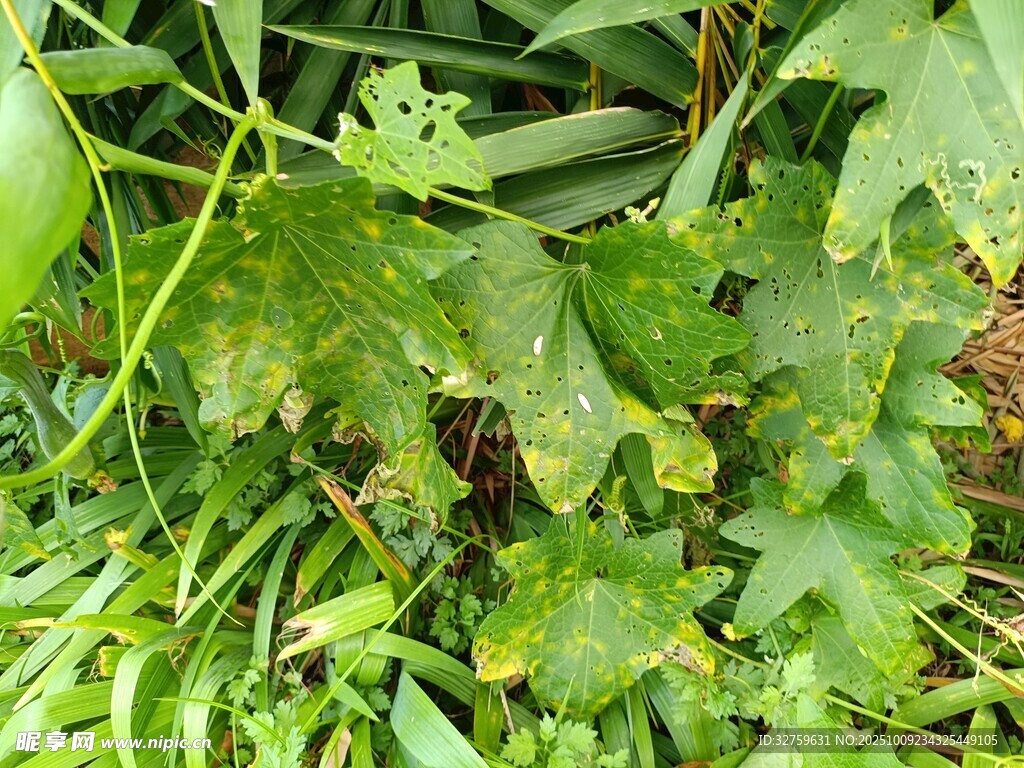 綠葉叢中的植物細(xì)節(jié)