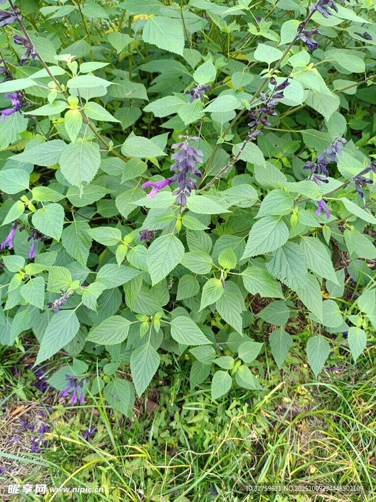 綠葉叢中的紫色小花