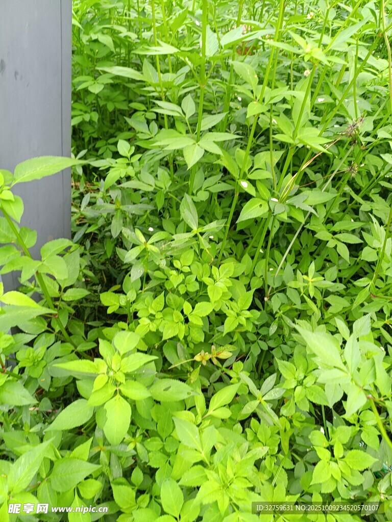 茂盛的綠色植物景觀