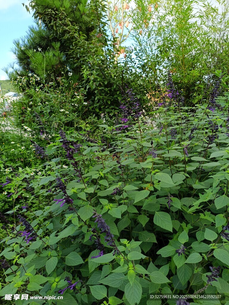 繁茂綠植覆蓋的自然場景
