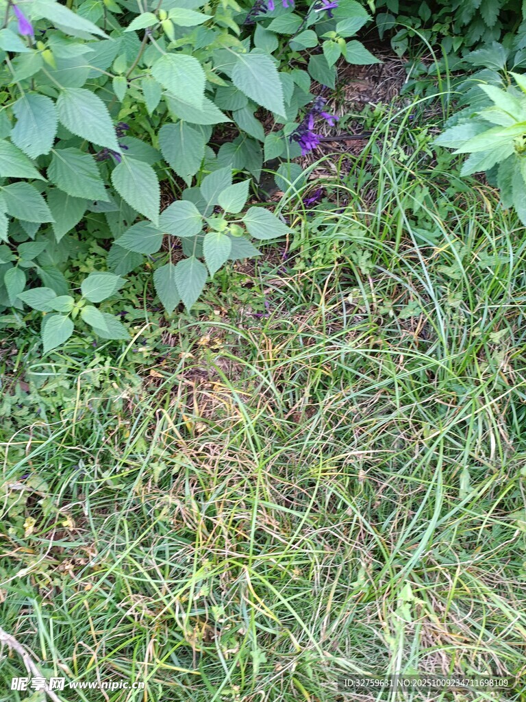 草地中的綠植與紫色小花