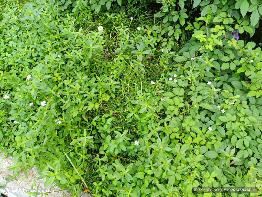 翠綠繁茂的路邊綠植