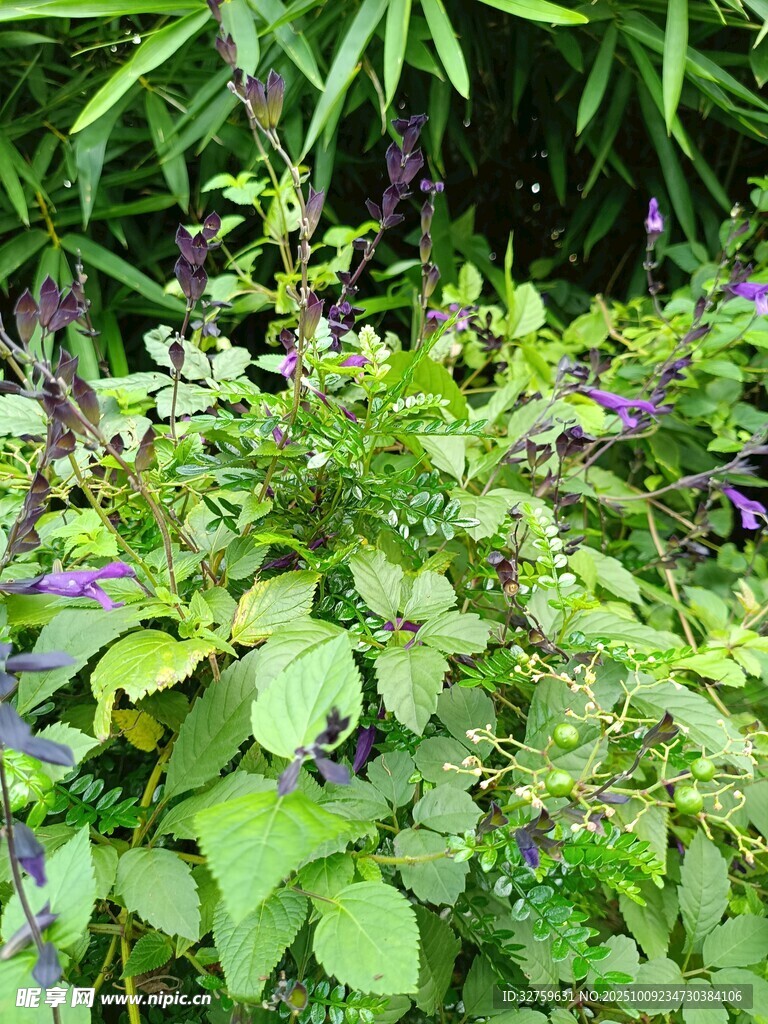 綠葉叢中的紫色花卉