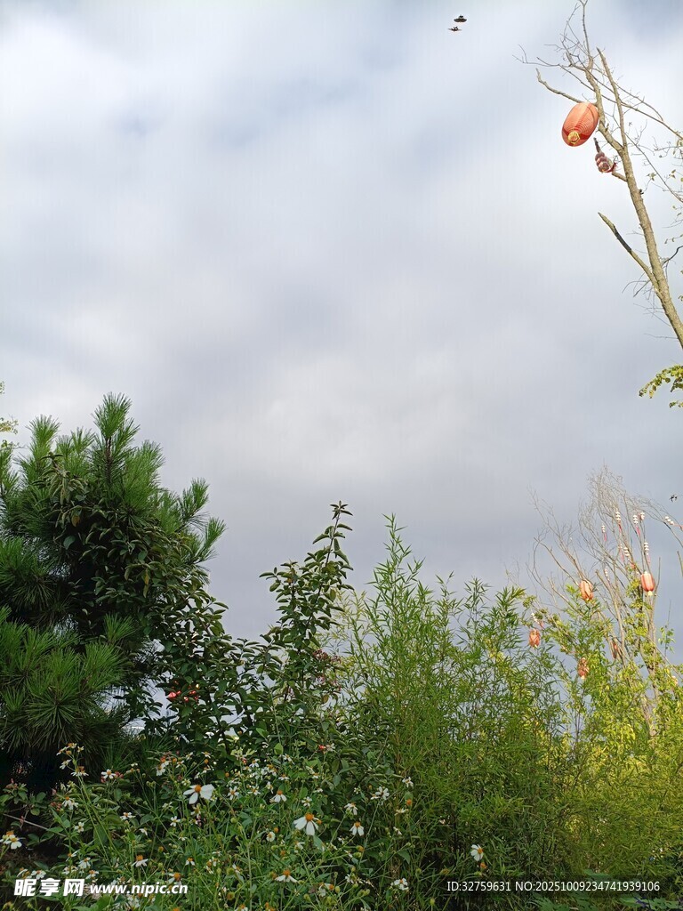 天空下的綠植與枝頭果實