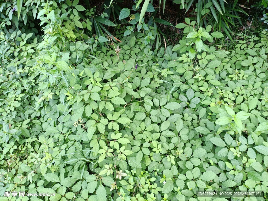 翠綠繁茂的地面植物景觀