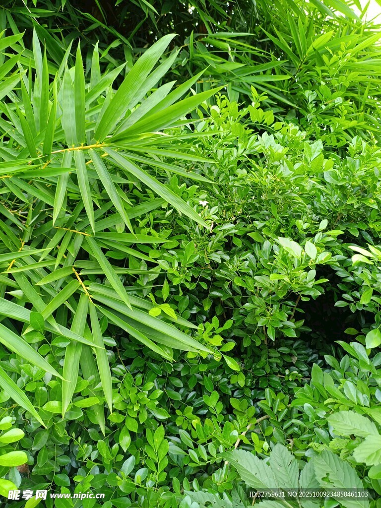 翠綠繁茂的多樣綠植
