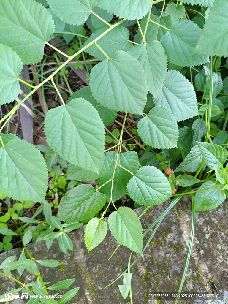 綠葉藤蔓植物特寫