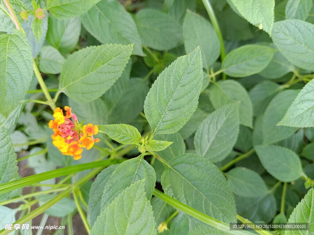 綠葉間的鮮艷花朵