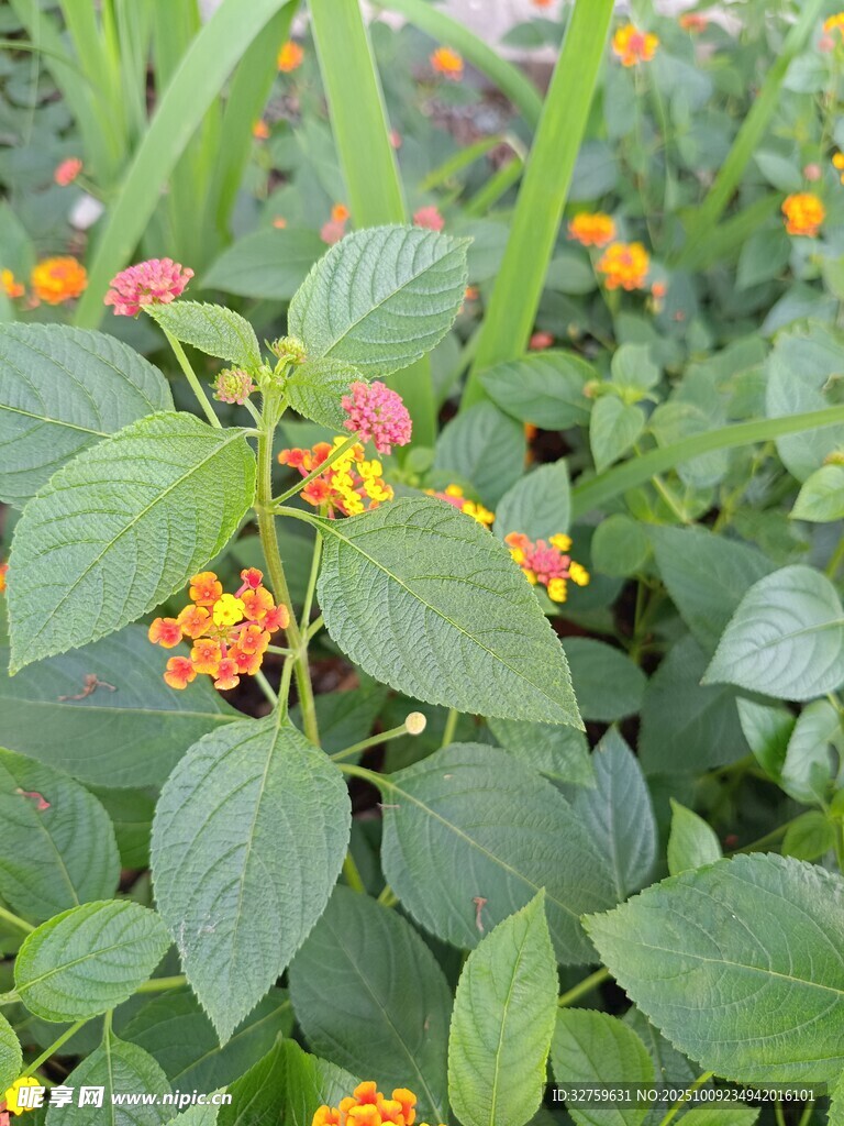 綠葉間的多彩小花