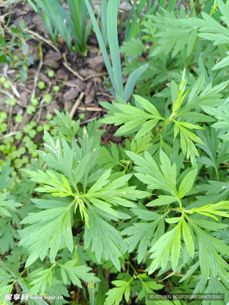 嫩綠繁茂的植物葉片