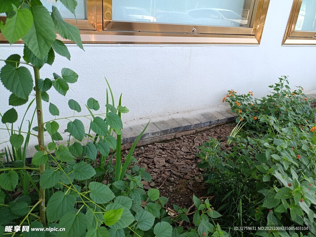 窗邊綠植景觀