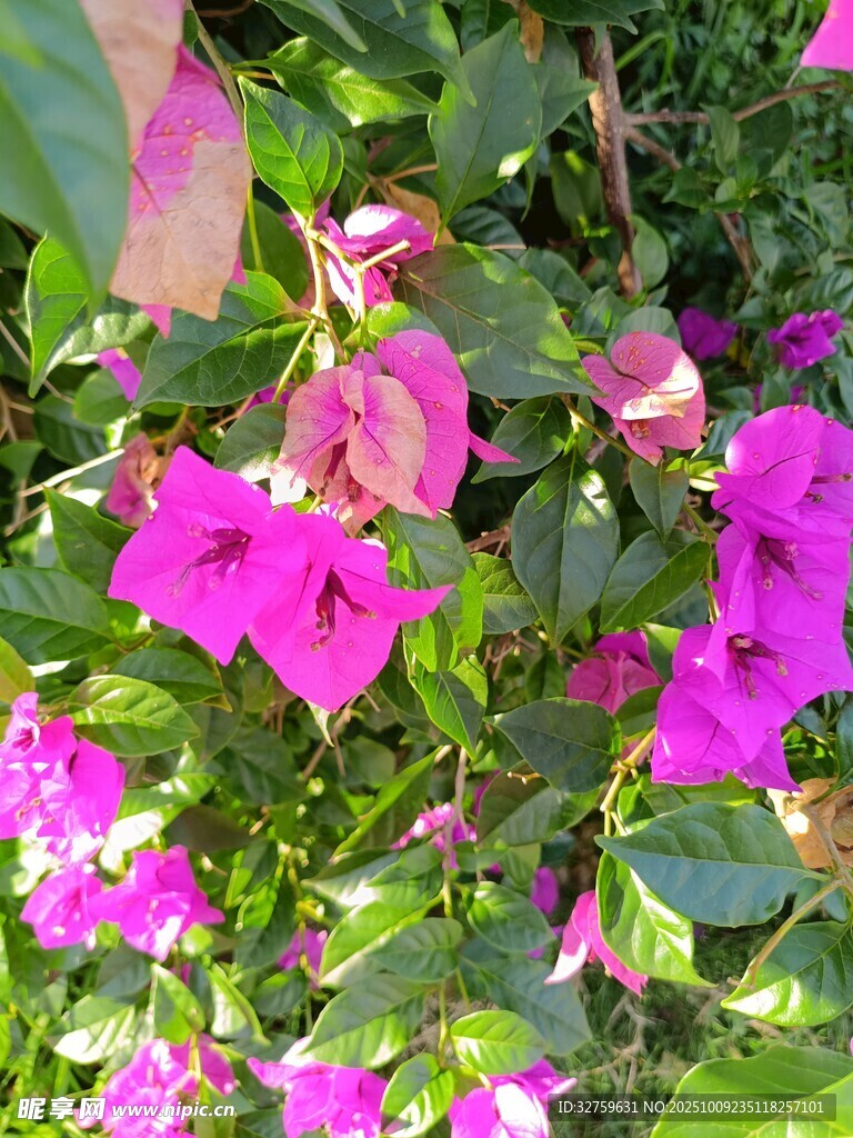 艷麗三角梅綻放