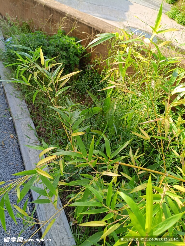路邊茂盛的綠色野草