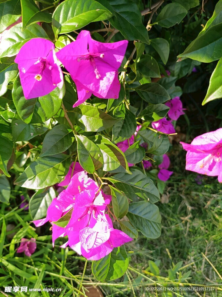 嬌艷三角梅綻放于草叢