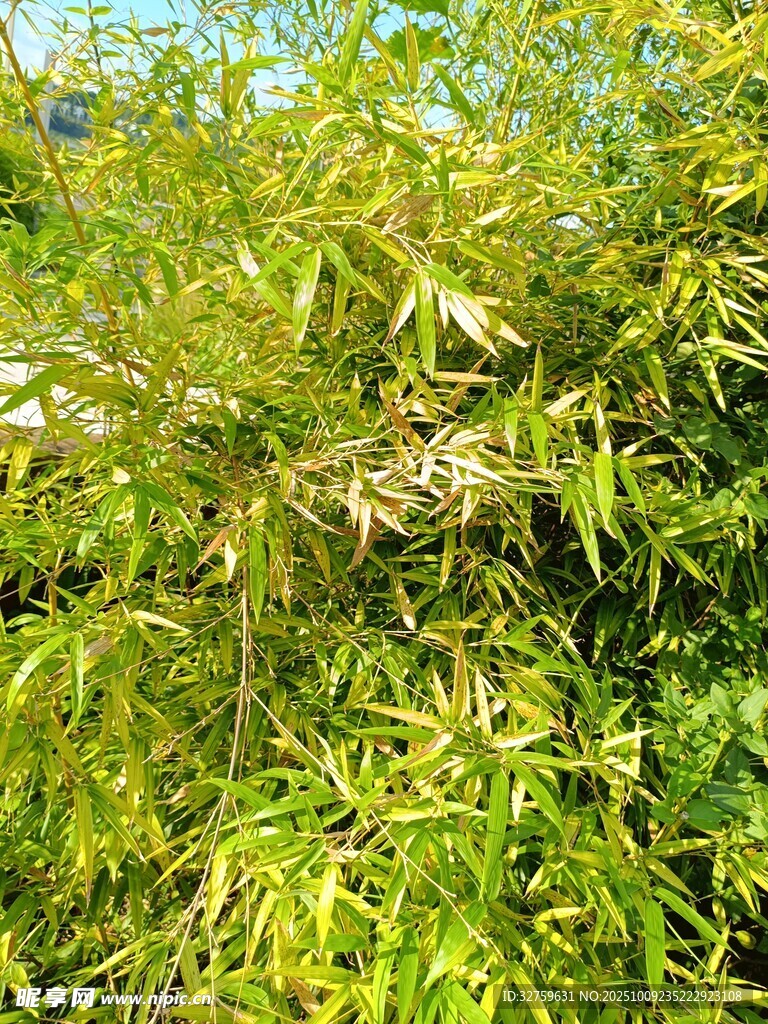 翠綠竹林景致