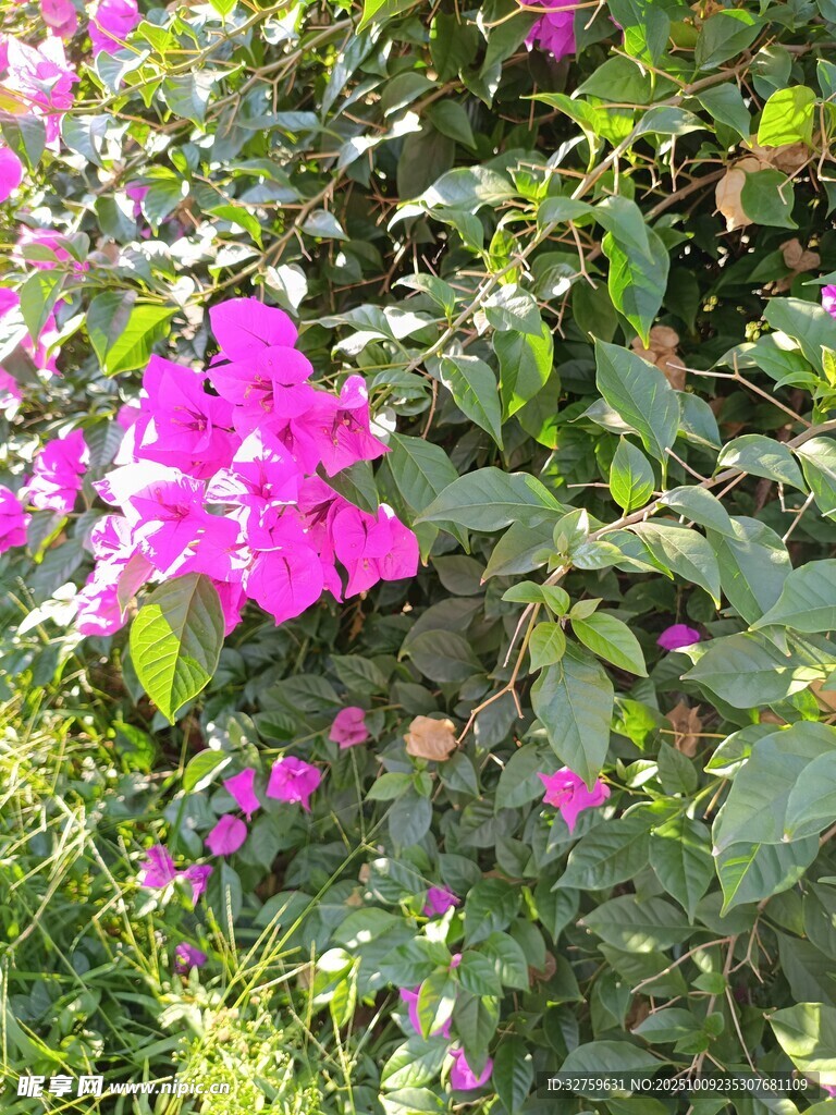 嬌艷綻放的粉色花卉