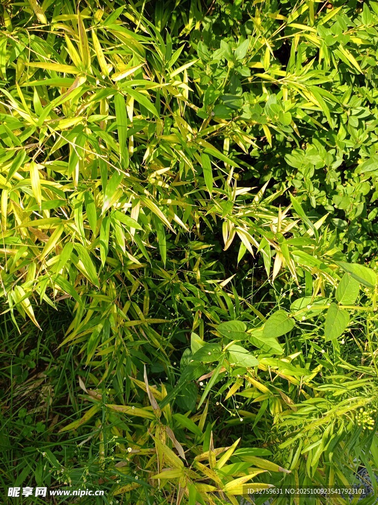 翠綠繁茂的清新植物景觀