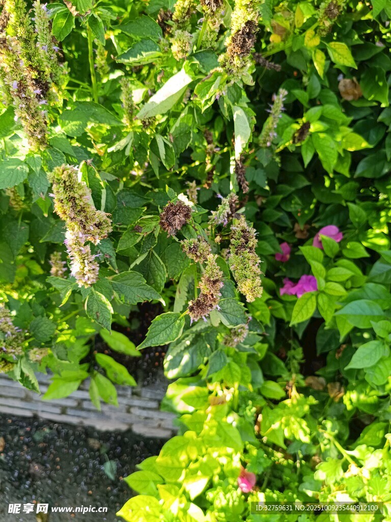 繁茂綠植中的多彩花卉
