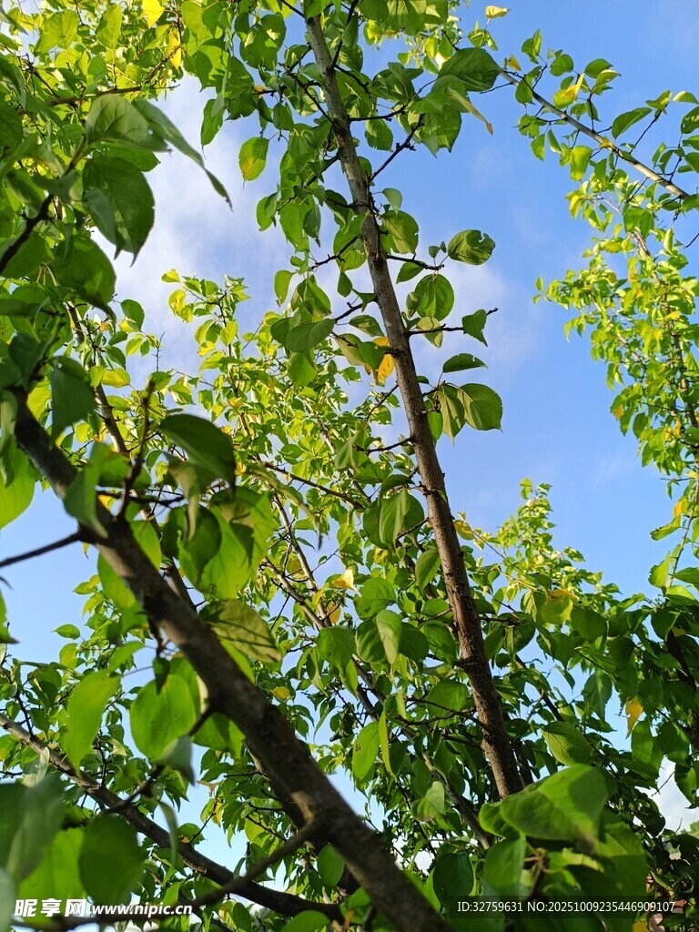 藍天映襯下的翠綠枝葉