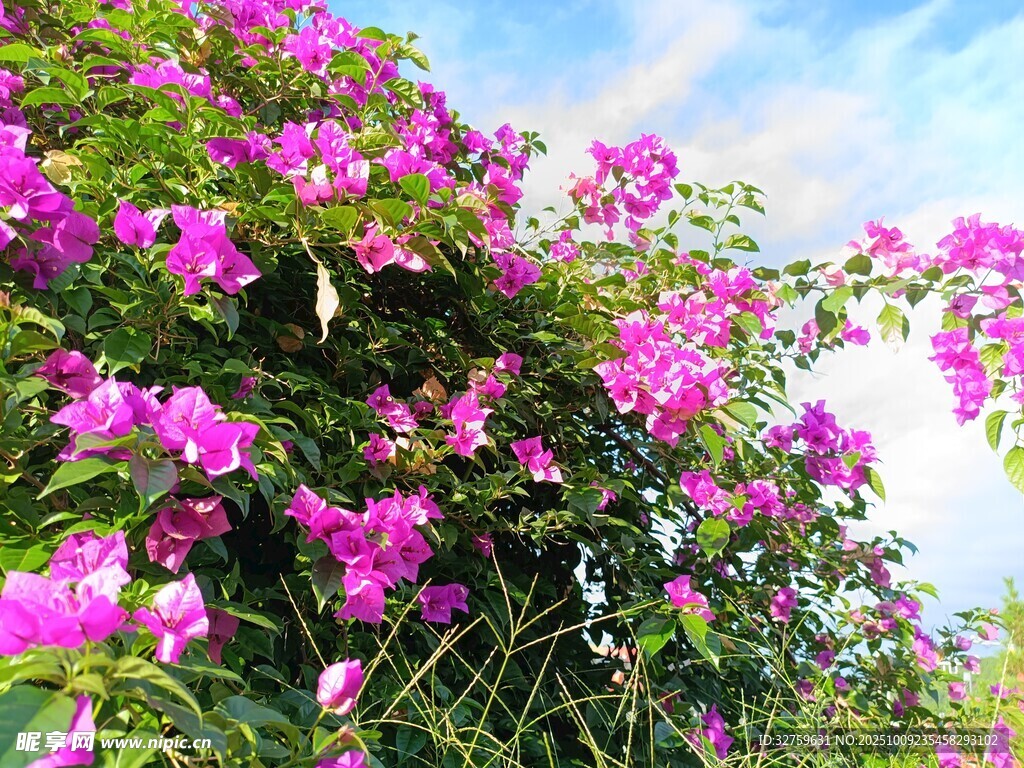 盛開的紫花三角梅美景