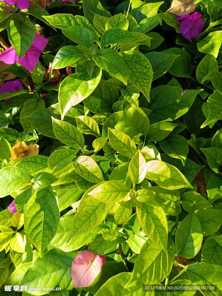綠葉叢中的多彩花卉